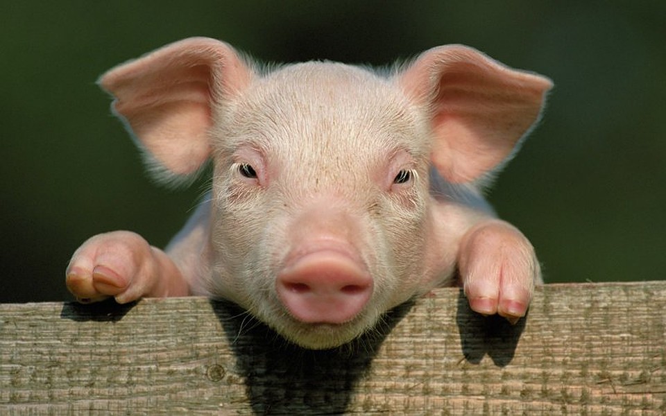 Фото: https://fishki.net/2511394-svinyi-i-interesnye-fakty-pro-nih.html
