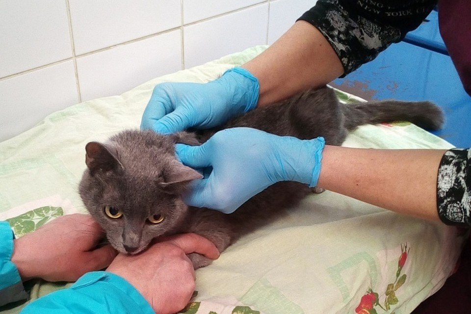 Бедную кошку собирается взять к себе семейная пара Фото: соцсети