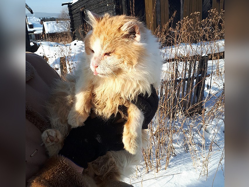 Рыжик уже несколько дней живет в новой семье. Фото: Светлана Ципровская.