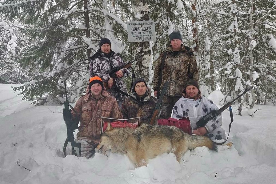 Численность хищников постепенно снижается. Фото: vk.com/ohotnadzorkirov