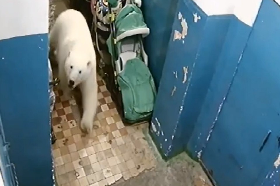 Белые медведи хозяйничают в поселках на Новой Земле