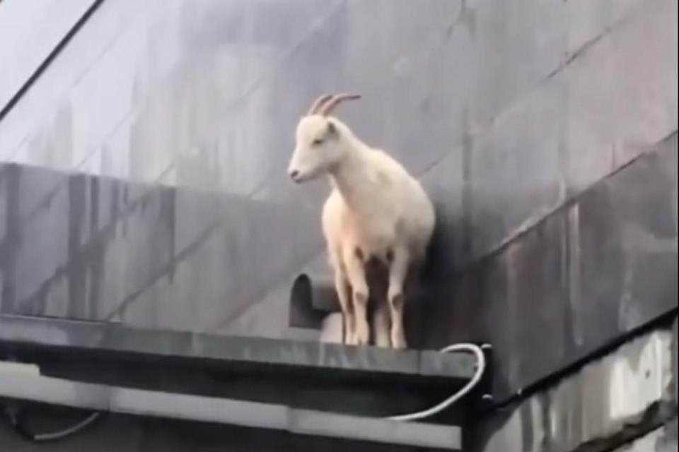 В Сочи очевидцы сняли на видео козла, гуляющего на крыше здания