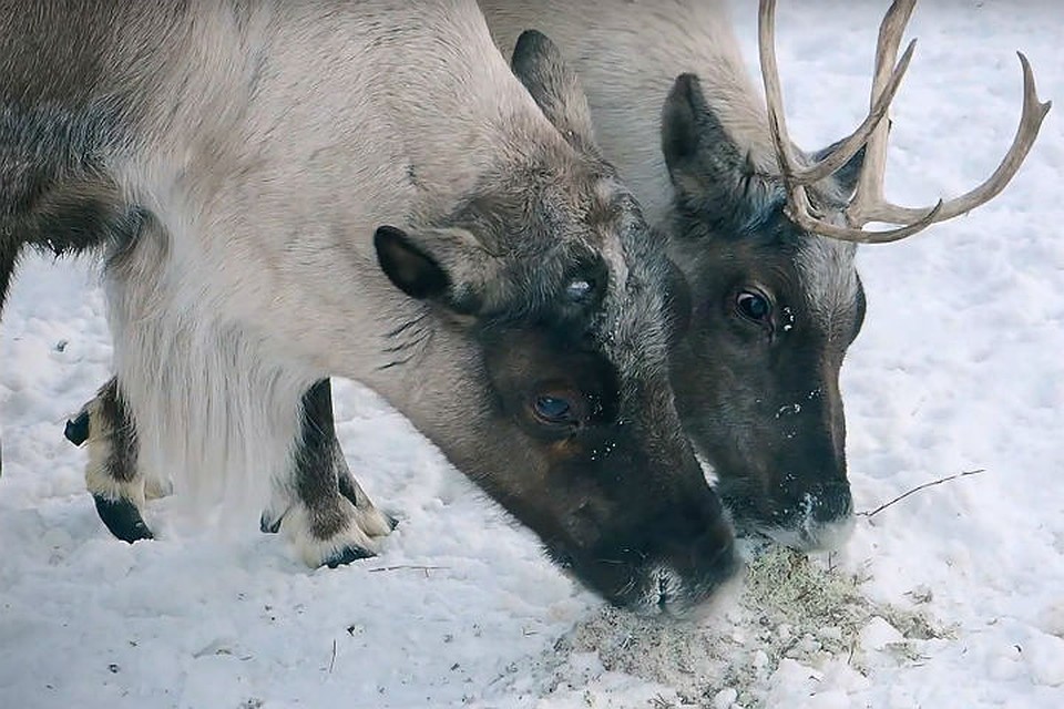 Леденцами из ягеля и грибов угостили оленей в красноярском зоопарке. Фото, видео: Роев ручей.