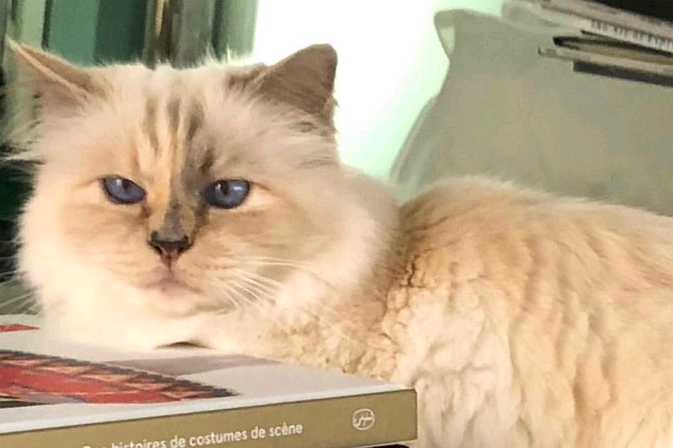Шупетт - любимая кошка Карла Лагерфельда.