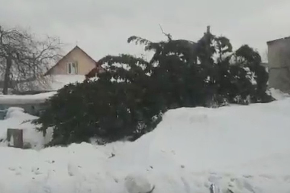 Чиновники отдали кузбассовцу срубленную у него елку. Фото: кадр видео youtube.