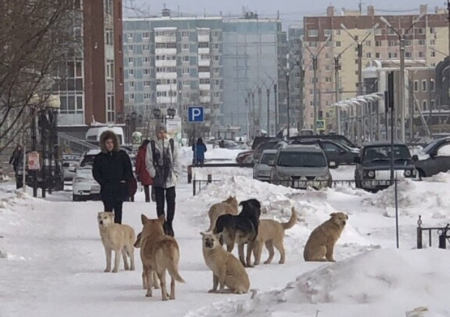 Жителей Нового Уренгоя собаки кусают с перепуга. Фото из соцсети ВКонтакте