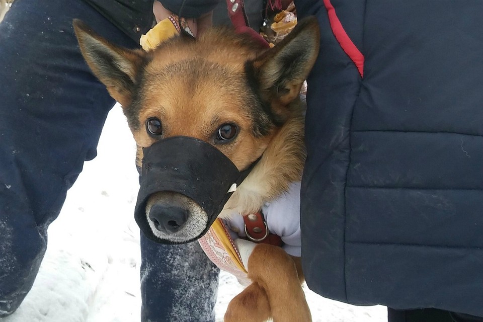 Из ветклиники Петровича сразу же отправили в приют. Фото: vk.com/kirovhelp.dogcat