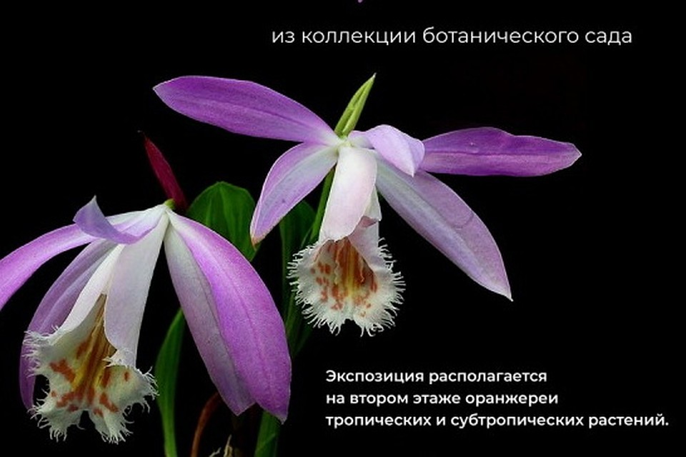 Ботанический сад подготовил экспозицию орхидей. Фото: cbg.org.by