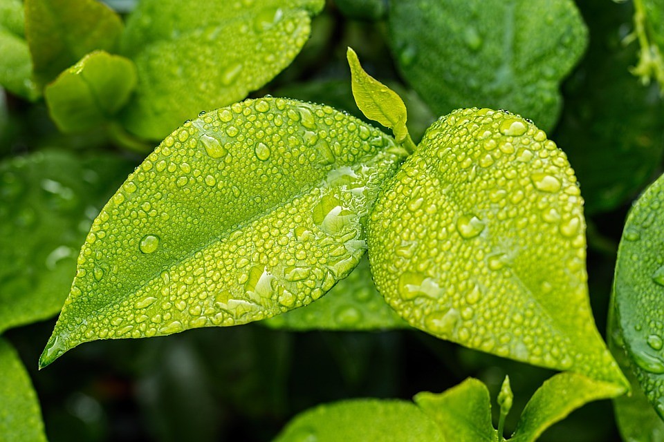 https://pixabay.com/photos/leaf-green-foliage-green-leaves-1001679/