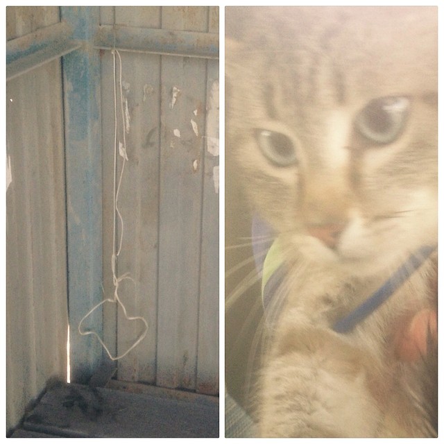 Из-за удавки кот даже не мог двигаться.
