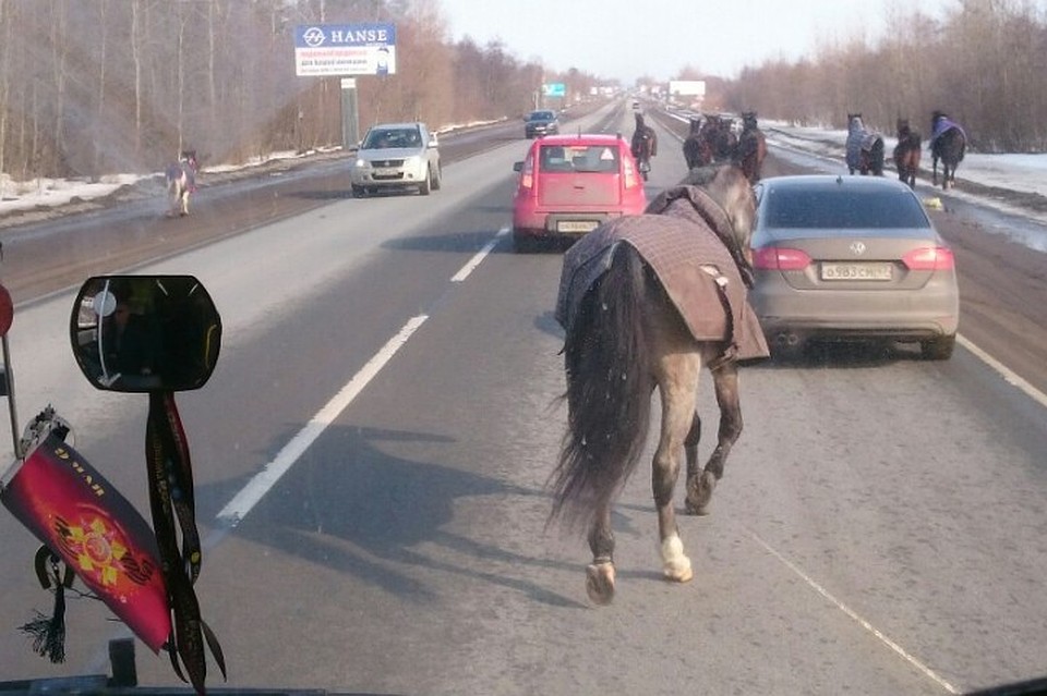 Из-за лошадей образовалась пробка Фото: vk.com/spb_today
