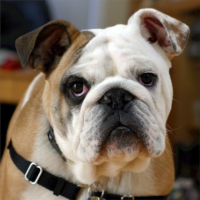ФОТО: pixabay.com