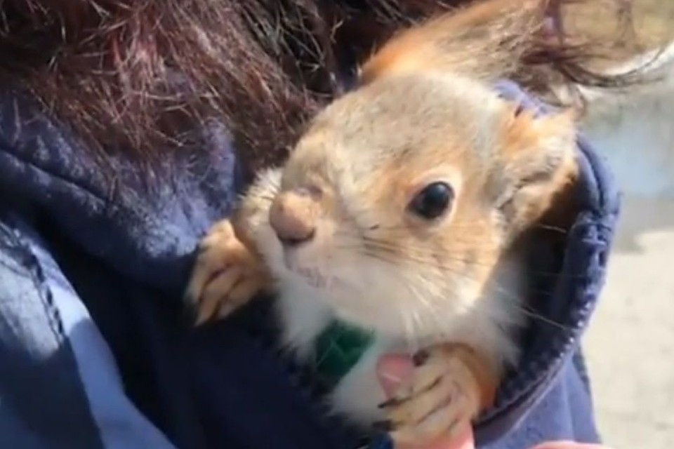 Стоп-кадр с видео instagram.com/squirrel_sonya.