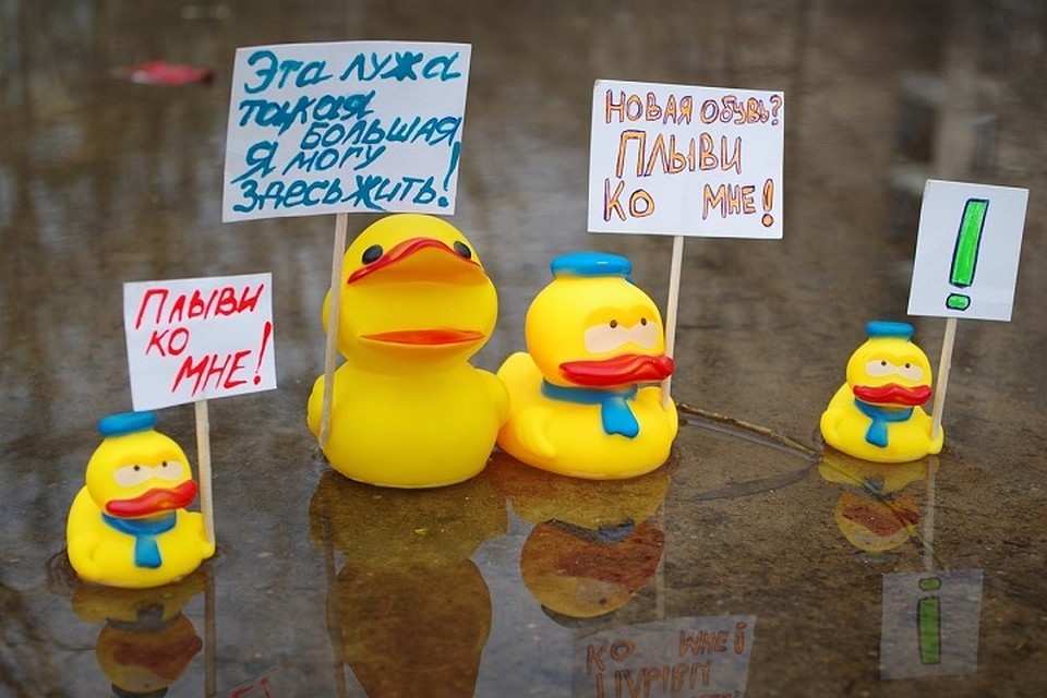 Утиный митинг против луж