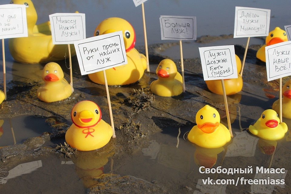 Уточки вышли на митинг. Фото: соцсети