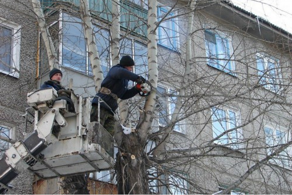 За обрезанные деревья в Комсомольске собираются наказать «управляйку»
