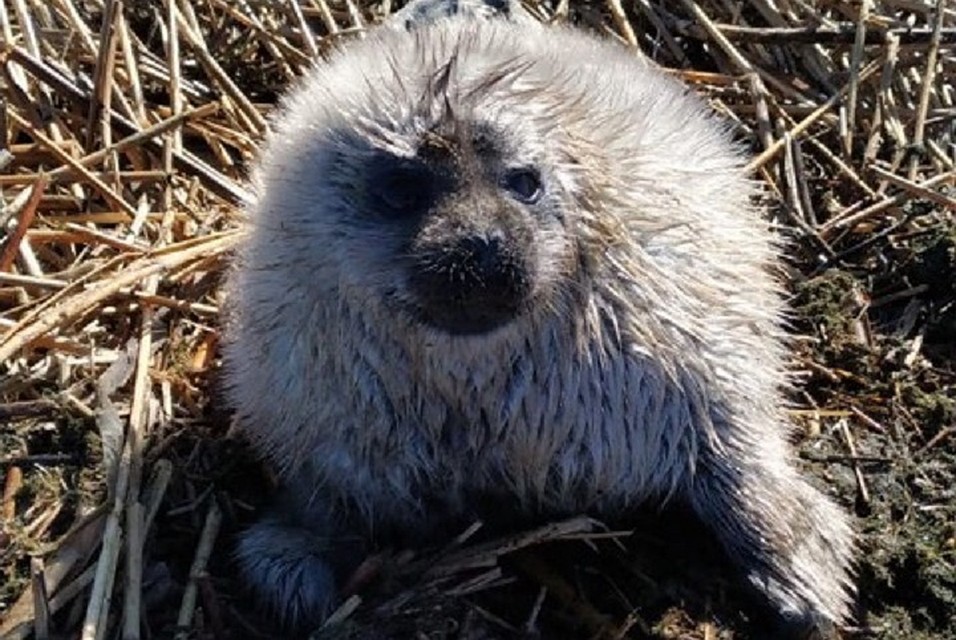 В Сосновом Бору спасли маленького нерпенка. Фото: vk.com/sealrescue