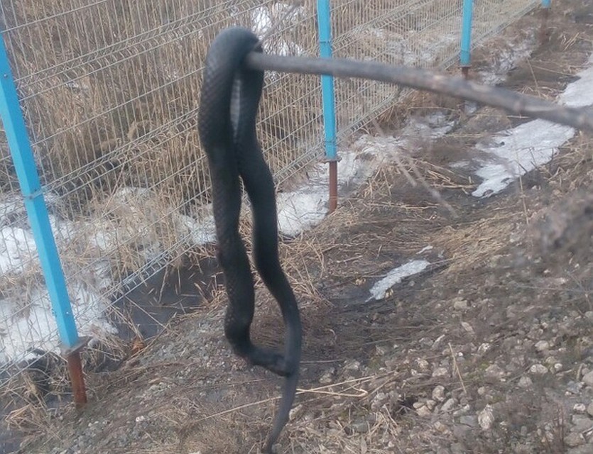 Вязниковская гадюка. Фото: паблик "Подслушано Вязники"
