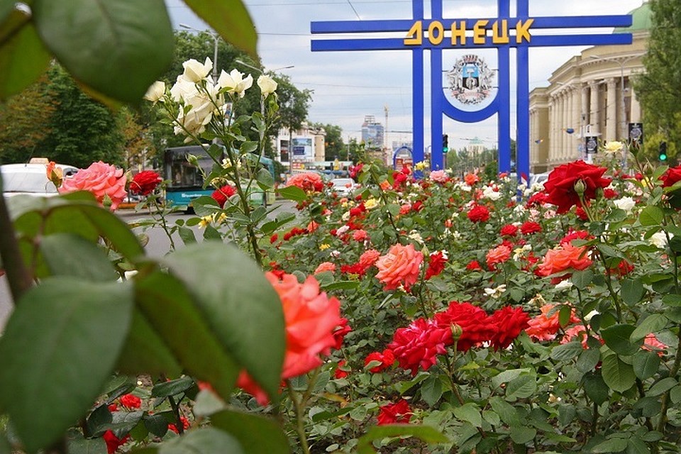 Все высаженные кустарники относятся к разным разновидностям роз. Фото: donbass.ua