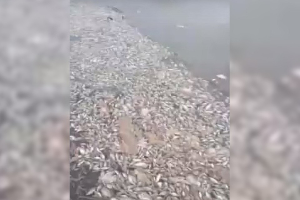 Фото: принтскрин видео