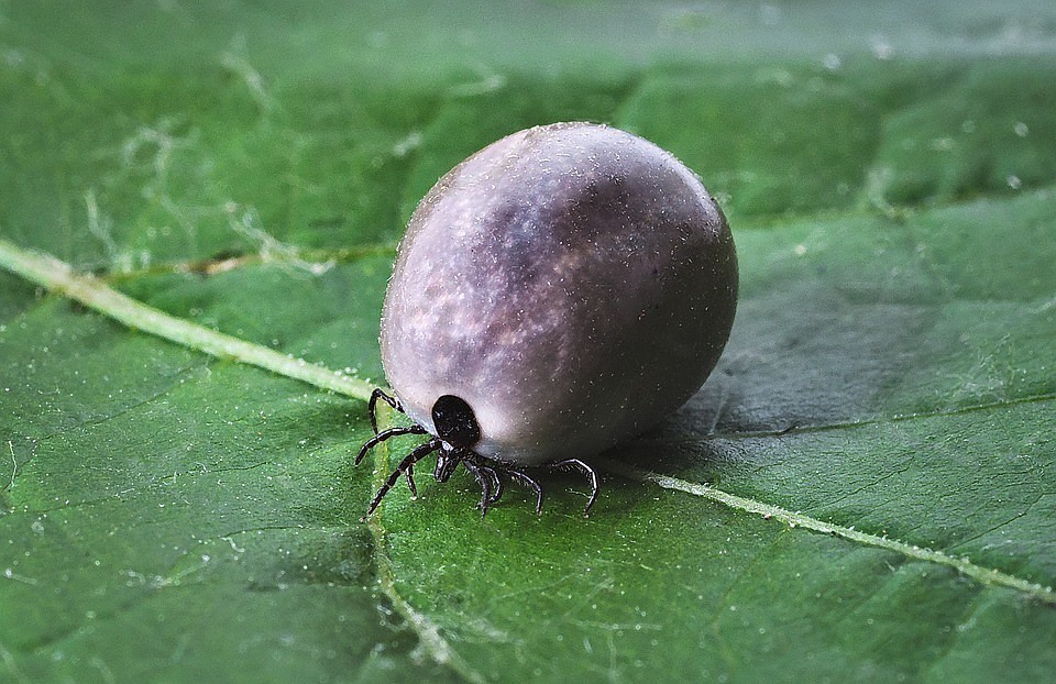 ФОТО: pixabay.com