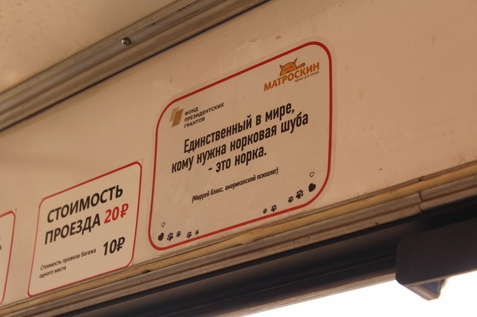фото: приют "Матроскин"