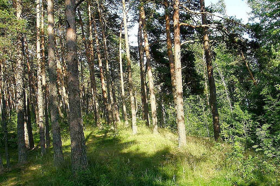 Шведский лесопромышленный холдинг купил в Латвии тысячи гектаров леса.