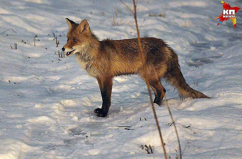 Опасную болезнь распространяли сразу две лисы