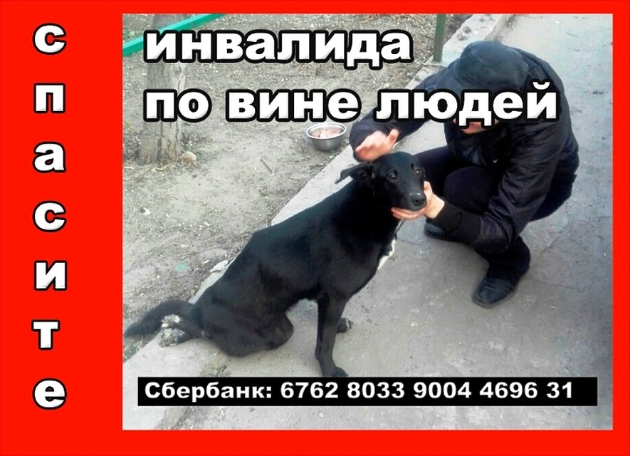 Собачке может помочь операция