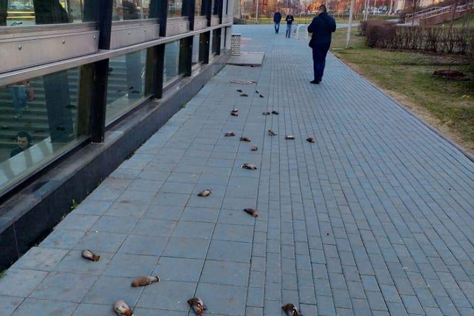 Свиристели погибли, разбившись о стекло, которое они не увидели