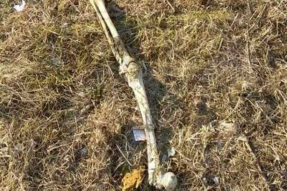 Приморцы рассуждают, кому может принадлежать эта кость