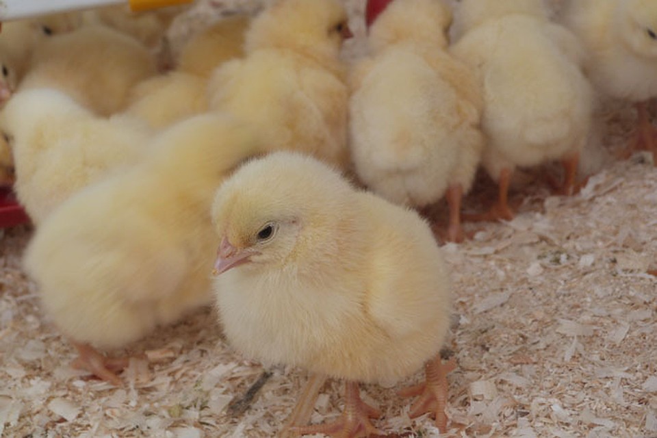 В Юргинском районе запустят племенной куриный репродуктор