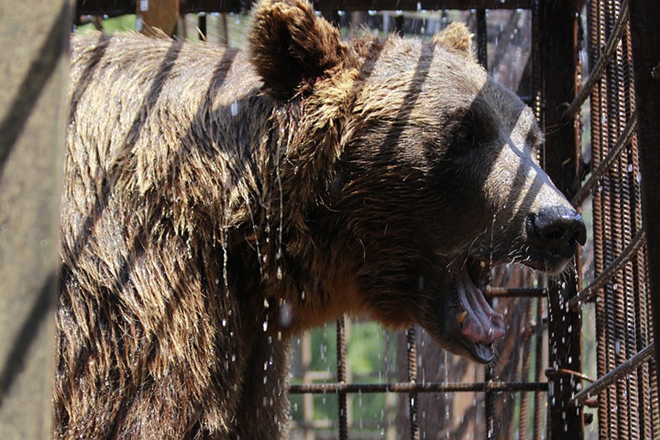 Медведица сбежала из клетки.