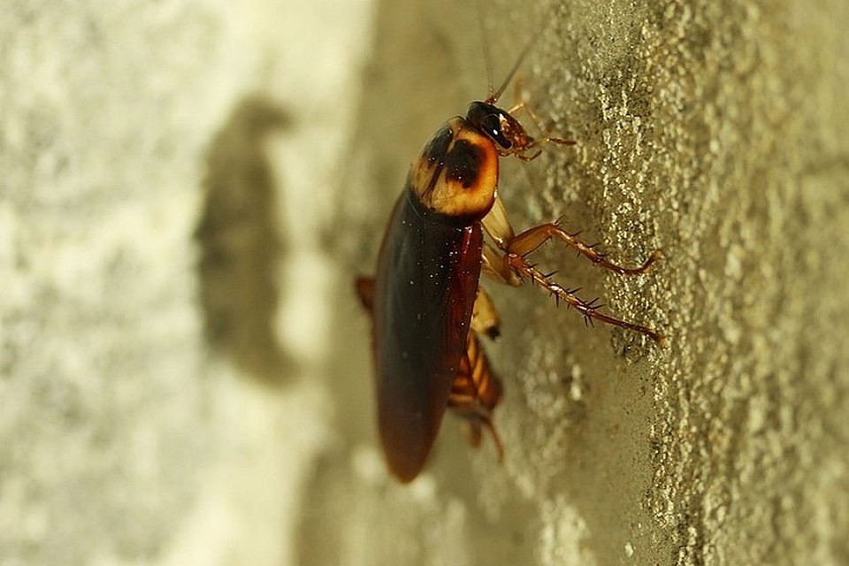 Фото: pixabay.com