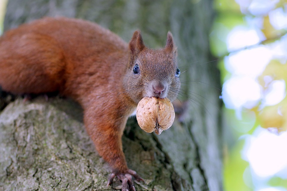ФОТО: pixabay.com