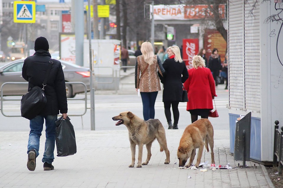 Надо выделять должное количество бюджетных средств, чтобы хватило на отлов всех безнадзорных животных.