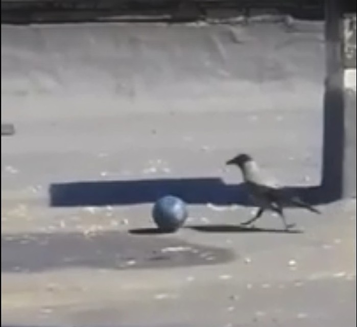 Фото: скриншот видео