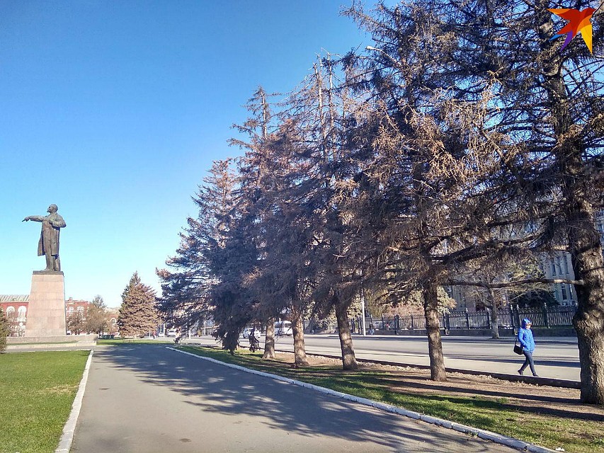 Высохшие ели на Театральной площади