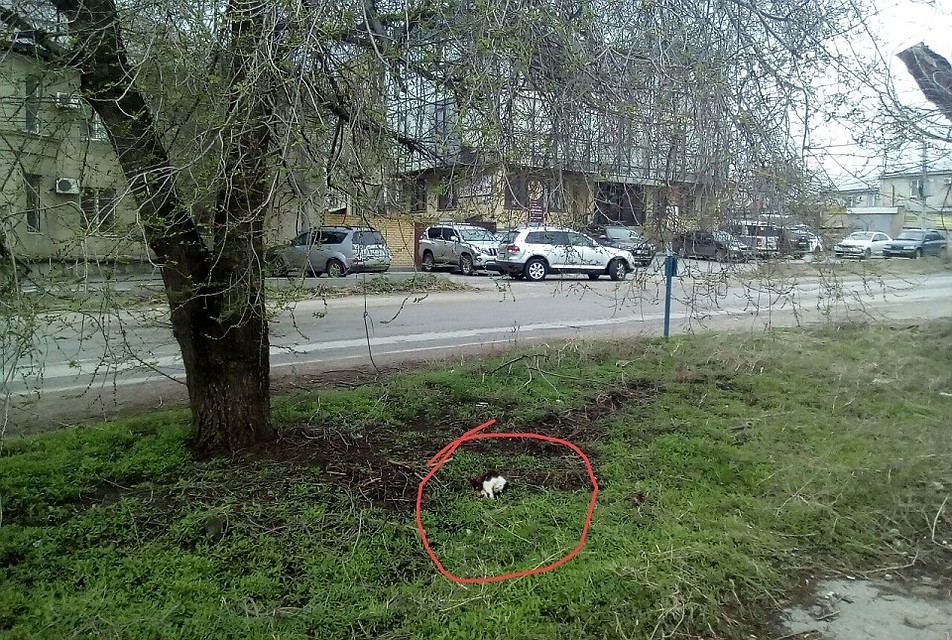 Фото: волонтеры "Дино"
