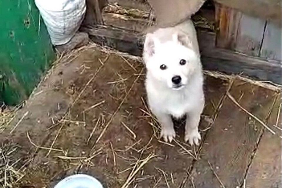 Снимок это щенка растрогал пользователей соцсетей. Фото: https://vk.com/kovchegveles.