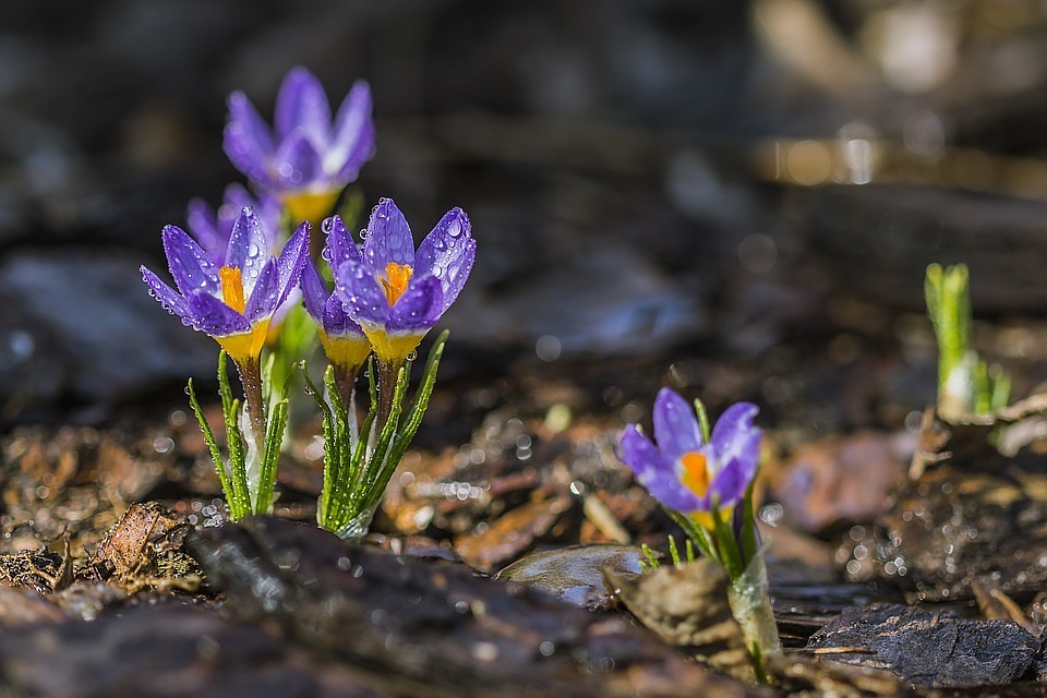 Фото: pixabay.com