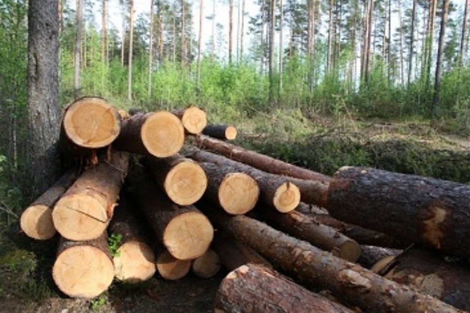 Браконьер из Березовского района нарубил елок на 260 тысяч рублей Фото: prokhmao.ru