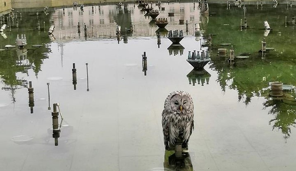 Сова принимала водные процедуры в центре Челябинска. Фото: Светлана Налетова.