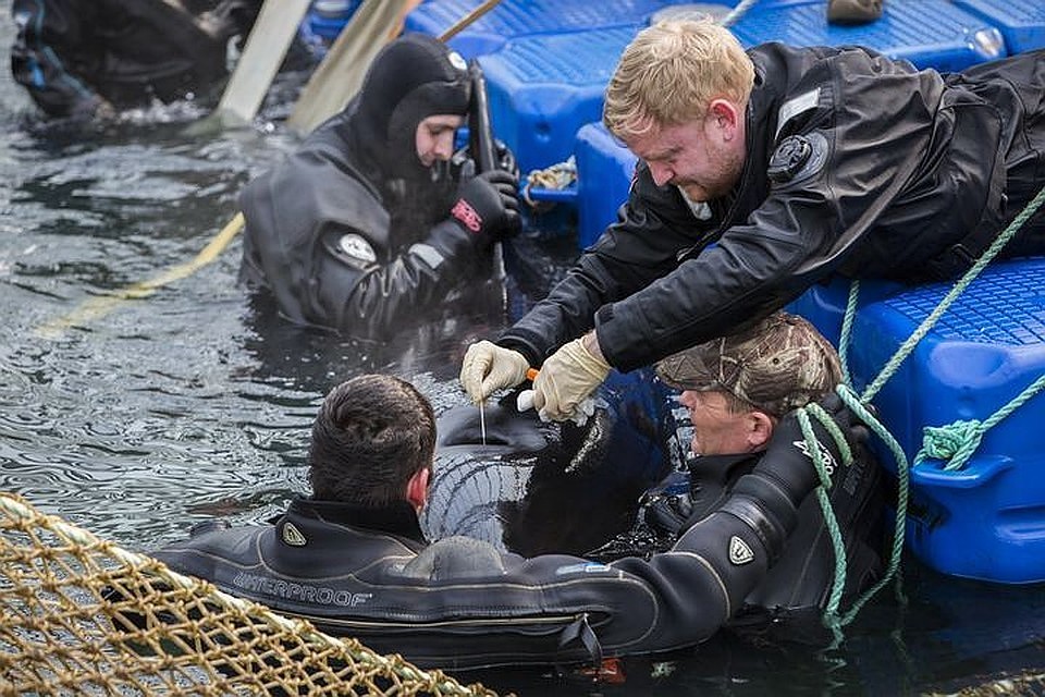 Скандал вокруг вольеров с морскими млекопитающими в бухте Средняя под Находкой разразился в прошлом году. Фото: Глеб Ильинский