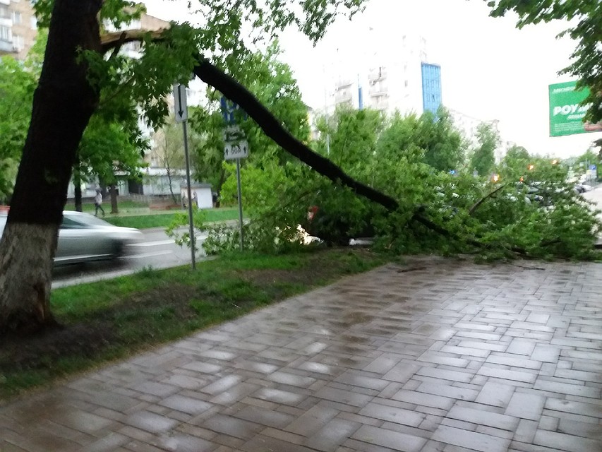 Автомобиль не сразу заметили под листвой