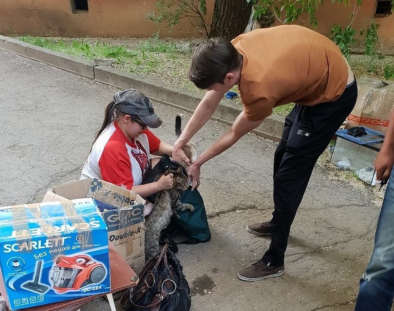 Дарья оказалась на улице и пыталась пристроить своих питомцев. Фото соцсетей