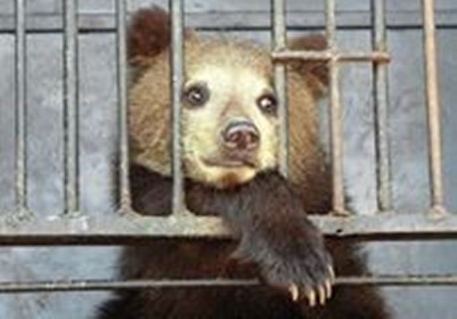 Новый владелец не поставил в известность ветеринарную службу