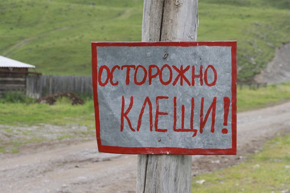В Кировской области от клещей обработано 1100 га