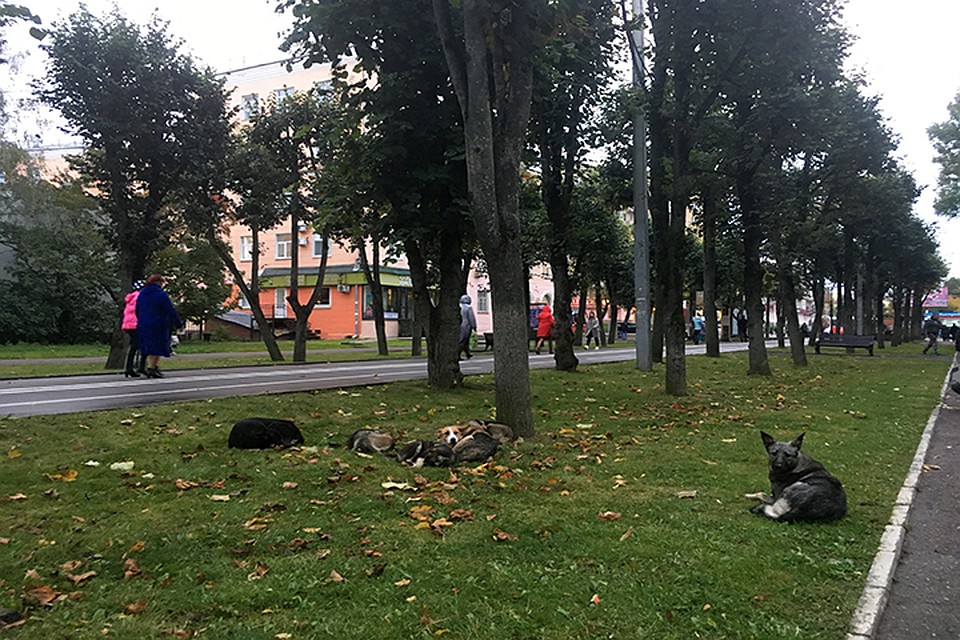 На Октябрьской революции в Смоленске появятся спортивные тренажеры.
