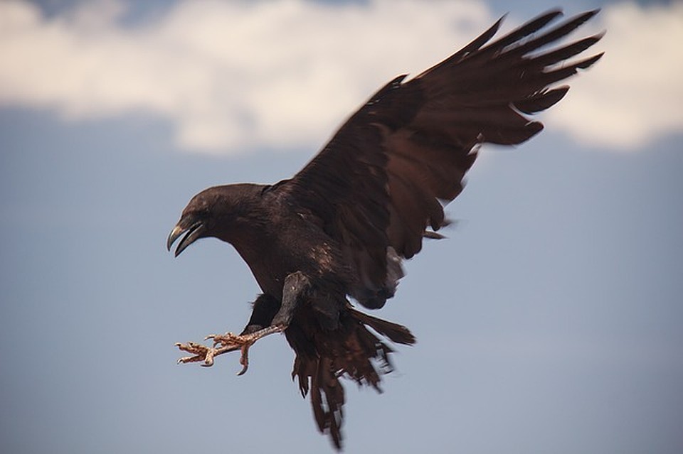 ФОТО: pixabay.com.